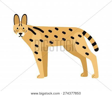 Serval Isolated On White Background. Wild African Cat With Slender Body And Spotted Coat. Beautiful 
