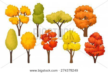 Flat Vector Set Of Colorful Autumn Trees. Forest Plants With Bright Foliage. Natural Lements Of Fore