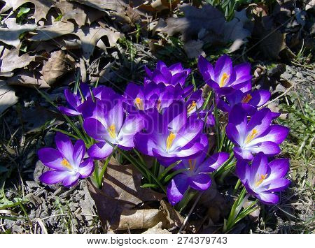 Beautiful Violet Flower In Bloom Crocus Tommasinianus
