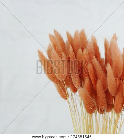 Bunny(rabbit) Tail Grass, Lagurus Dry Flower Bouquet On Wooden Background