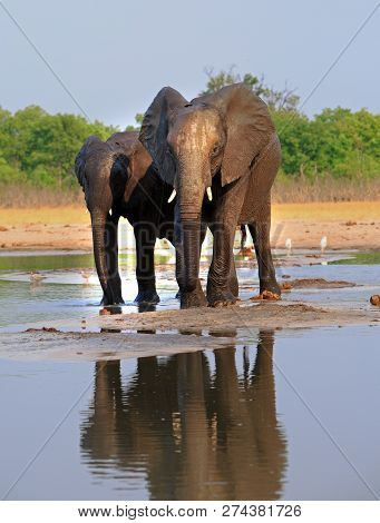 African Elephants Standing At A Waterhole With Natural Bushveld Background In Hwange National Park, 