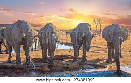 Four Large African Elephants Standing In A Line Drinking From The Camp Swimming Pool In Hwange Natio