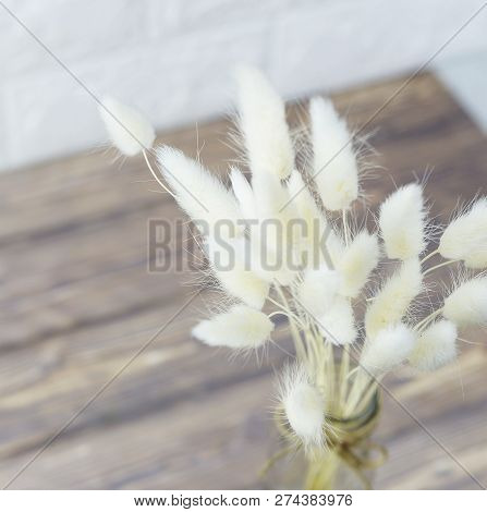 bunny(rabbit) tail grass, lagurus dry flower bouquet on wooden background