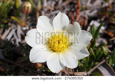 Close-up Of A Mountain Aven, Dryas Octopetala, An Arctic-alpine Flowering Plant With A Mosquito On O