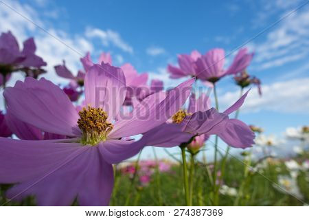 Summer Time Natural Background With Various Cosmos Flower With Beautul Sky Sunset