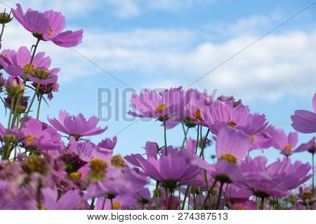 Summer Time Natural Background With Various Cosmos Flower With Beautul Sky Sunset