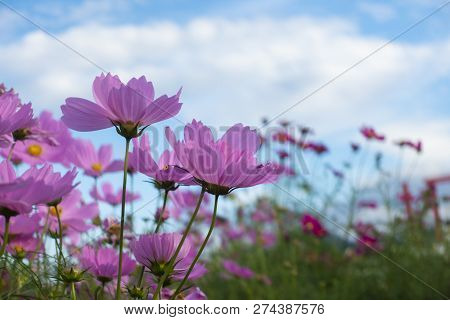 Summer Time Natural Background With Various Cosmos Flower With Beautul Sky Sunset