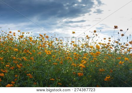 Summer Time Natural Background With Various Cosmos Flower With Beautul Sky Sunset