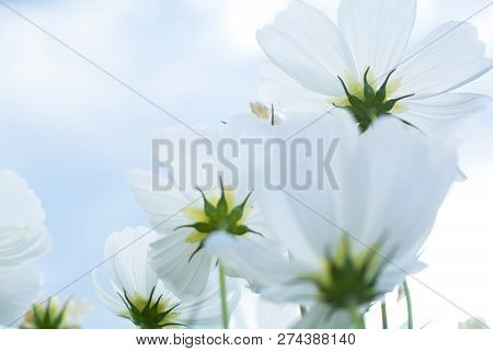 Summer Time Natural Background With Various Cosmos Flower With Beautul Sky Sunset