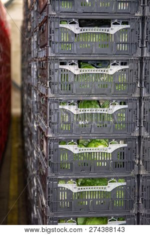 Cold Storage Of Fresh Packed Vegetables In Plastic Boxes In Big Warehouse
