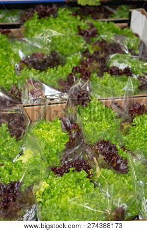 Cold Storage Of Fresh Packed Green And Red Oak Lettuce In  Boxes In Big Warehouse