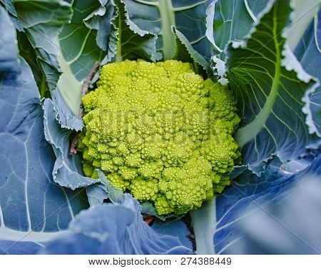 Organic Ripe Green Romanesco Broccoli Or Roman Cauliflower, Broccolo Romanesco, Romanesque Cauliflow