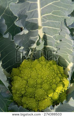 Organic Ripe Green Romanesco Broccoli Or Roman Cauliflower, Broccolo Romanesco, Romanesque Cauliflow