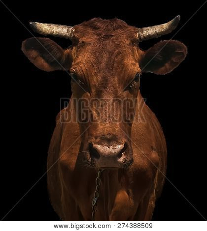 Cow Head On A Black Background Farming On A Farm