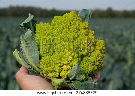 Worker Holding In Hand Ripe Green Romanesco Broccoli Or Roman Cauliflower, Broccolo Romanesco, Roman
