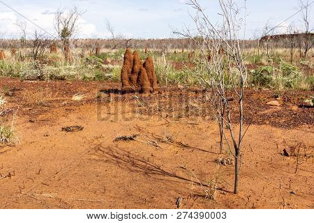 Big Termite Anthills. Australia, Outback, Northern Territory