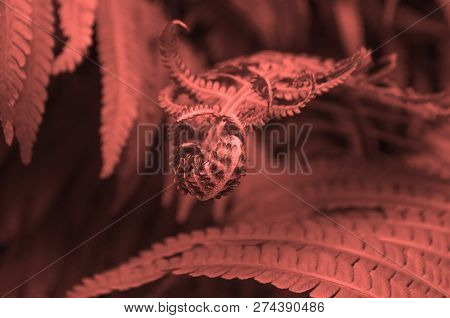 Beautiful Bright Dark Coral Fern Leaves. Textured Floral Background.