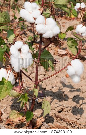 Cotton Plant Buds Almost Ready For Picking.