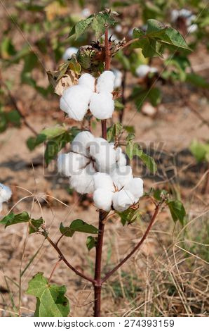 Field Of Cotton Plants Showing The White Balls Of Cotton