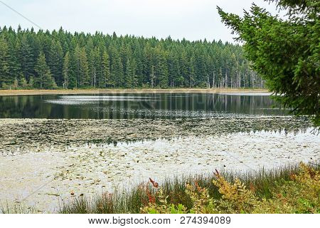 Edge Of A Calm Lake With Lilipads And Dim Skys