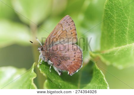 Brown Elfin (callophrys Augustinus) Perched On Green Leaves. Mt Diablo State Park, Contra Costa Coun