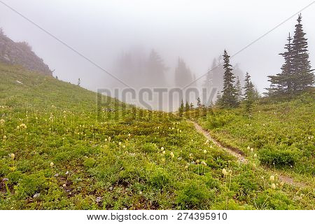 Fog And Sub-alpine Meadow Covered In Wildflowers And Grass