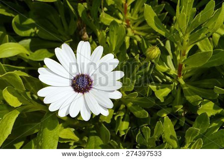 White And Purple Cosmos Bipinnata Flower In A Garden