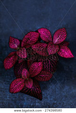 Red Leaves With Green Nerves Called Fittonia. Hypoestes Phyllostachya.