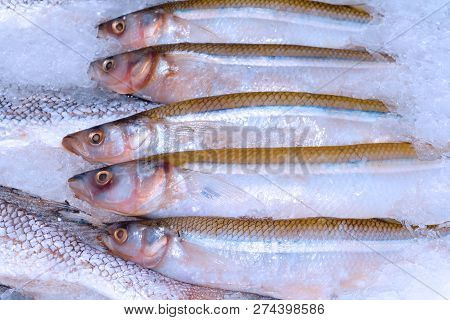 Fresh Fish In The Snow On The Shop Counter