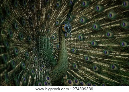 Young green peacock showing his spreaded tail (Pavo muticus)