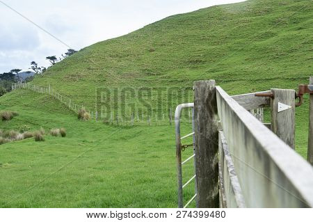 Rolling New Zealand Farmland With Batten And Wire Fence Running From Gate.