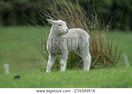 Lamb On Farm In New Zealand Stand Near Reeds In Field
