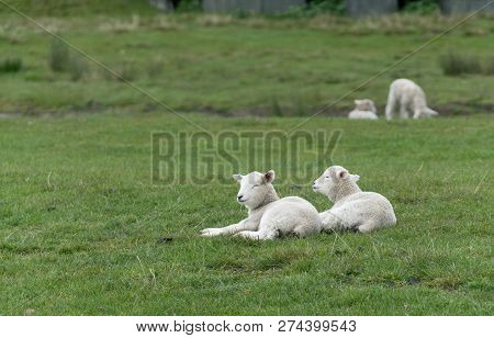 Lambs Recling On Farm In New Zealand