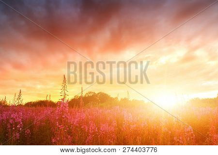 Pink Ivan-tea Or Epilobium Herbal Tea On Sunset Field, Close-up. Flowers Of Rosebay Willowherb In Th