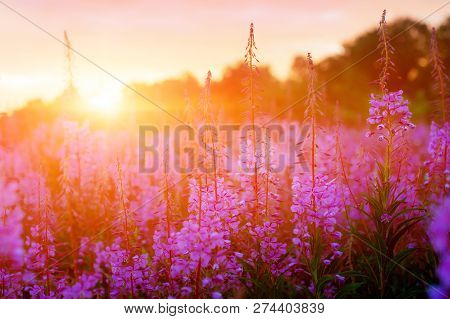 Pink Ivan-tea Or Epilobium Herbal Tea On Sunset Field, Close-up. Flowers Of Rosebay Willowherb In Th