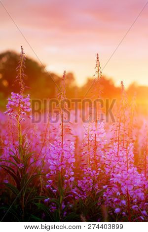 Pink Ivan-tea Or Epilobium Herbal Tea On Sunset Field, Close-up. Flowers Of Rosebay Willowherb In Th