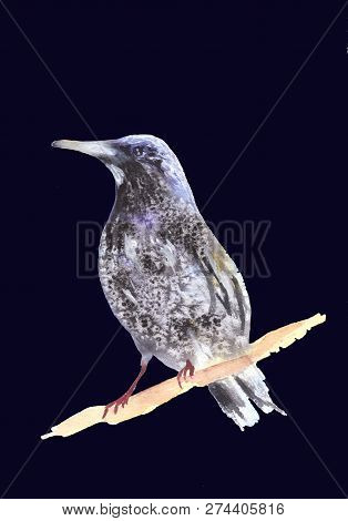 Blackbird On A Branch. Ousel Painting. Watercolor Illustration Of Thrush. Beautiful Stylized Bird. R