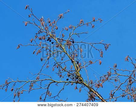 Branch Of An Alder (‎alnus Glutinosa) Tree In Winter With Catkins And A Clear Blue Sky