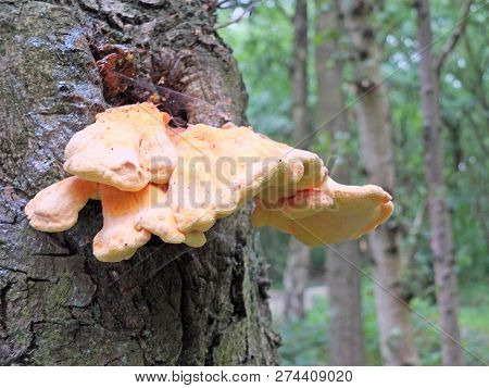 Chicken Of The Woods, Sulphur Polypore Growing On The Bark Of A Tree In Woodland