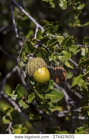 Kermes Oak (quercus Coccifera) Is A Evergreen Shrub Native To Mediterranean Basin. Acorns And Leaves