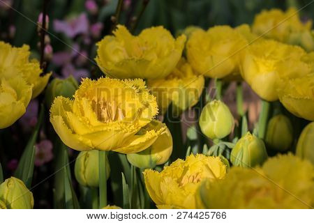 Tulips Esprit In Garden, A Bulb In Light And Focus On The Background Of Blooming Yellow Bright Tulip