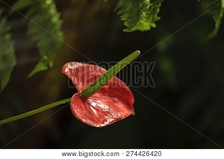 Showy Flower Of Red Anthurium Close Up On Black Background