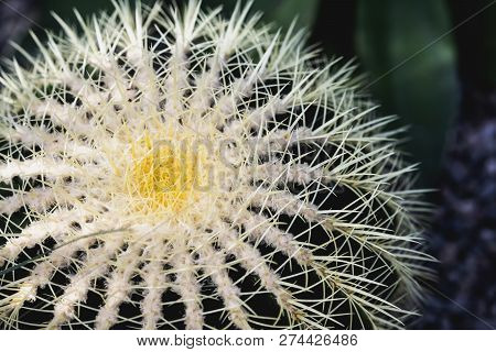 Natural Green Cactus Close-up, Top View. Abstract Natural Pattern Texture, Exotic Spiny Background