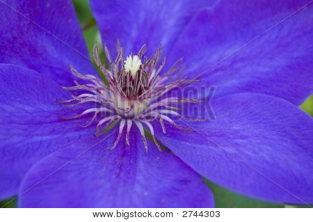 Clematis niebieski