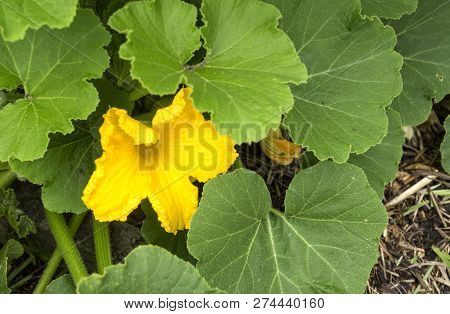 View Of An Early Morning Opened Yellow Male Pumpkin Plant Flower With Petals, Stamen, Anther And Fil
