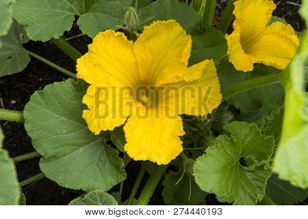 View Of An Early Morning Opened Yellow Male Pumpkin Plant Flower With Petals, Stamen, Anther And Fil