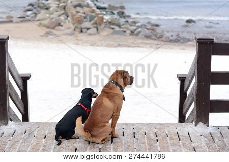 Two Dogs, A Big Redhead And A Little Black One, Sit Side By Side And Look In One Direction Towards T