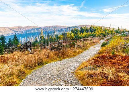 Devasted Forest In Caues Of Bark Beetle Infestation. Sumava National Park And Bavarian Forest, Czech