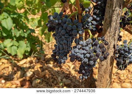 High Quality French Wine Production, Red Wine Ripe Grapes Plants Growing In  Chateauneuf De Papes, P