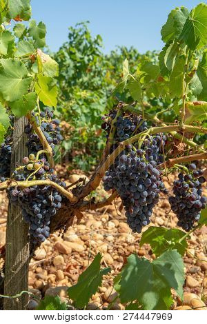 High Quality French Wine Production, Red Wine Ripe Grapes Plants Growing In  Chateauneuf De Papes, P